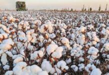 ΟΠΕΚΕΠΕ: Δεν επηρεάζεται η βασική ενίσχυση για το βαμβάκι