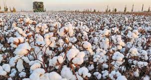 ΟΠΕΚΕΠΕ: Δεν επηρεάζεται η βασική ενίσχυση για το βαμβάκι
