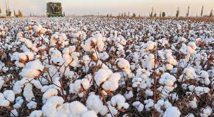 ΟΠΕΚΕΠΕ: Δεν επηρεάζεται η βασική ενίσχυση για το βαμβάκι