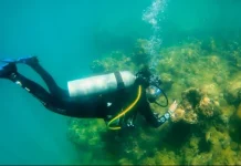 Κοράλλια 800.000 ευρώ σε σκάφος στη Σκόπελο – Πώς η ΑΑΔΕ ξετύλιξε το νήμα
